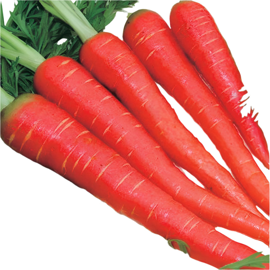 Indian Carrot - 1 lb