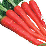 Indian Carrot - 1 lb