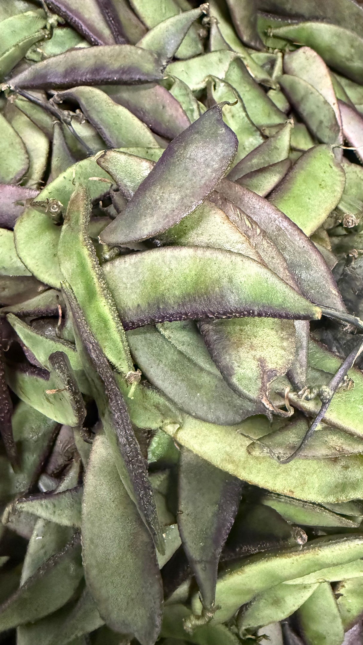 Flat Valor - Purple - 0.5 lb