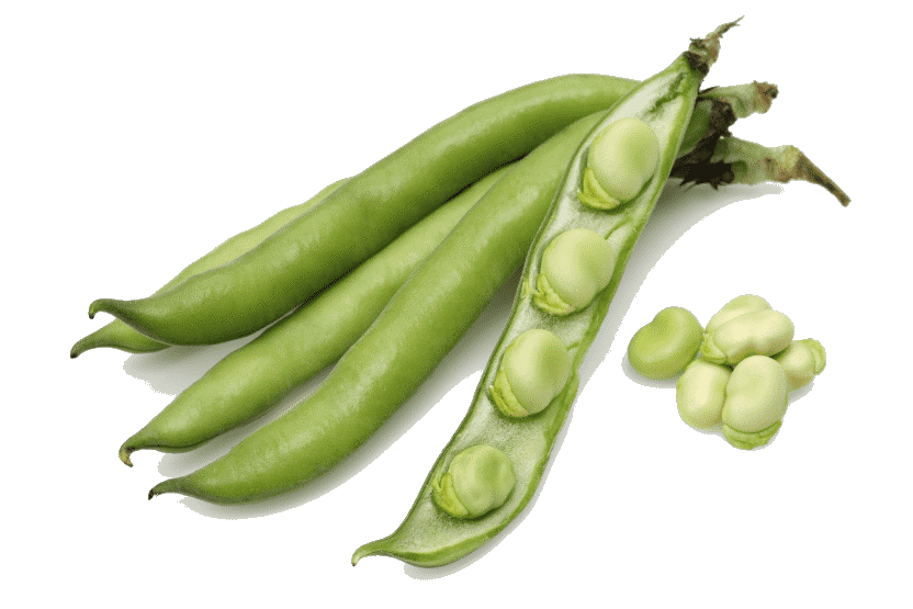 Fava Beans  - 1 lb