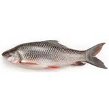 Fresh Rohu Fish Steak  ( Cleaned ) 1.1lb - Air Shipped from India - Never Frozen