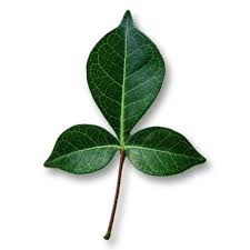 Bilva / Koovalam Leaves for Shiva Ratri - 1 Pc
