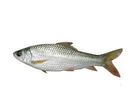 Putul Nola Fish 500g