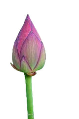 Lotus Flower Bud - 1 Pc