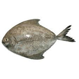 Daily Delight Black Pomfret Fish Steaks 2lb