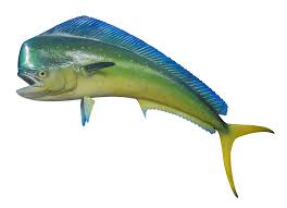 Daily Delight Mahi Mahi  Fish Steak 2lb