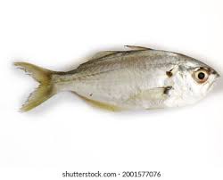 Daily Delight Cleaned White Fish / Parava / False Trevally  2lb