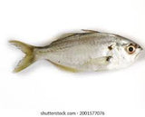 Daily Delight Cleaned White Fish / Parava / False Trevally  2lb