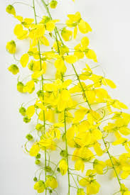 Fresh Kani Konna Poov / Flower - 1 Pack ( 5 - 6 Twigs )