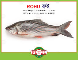 Putul Rohu Fish Steak 500g