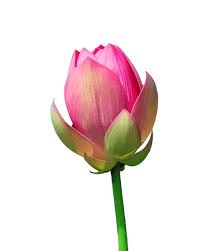 Lotus Flower Bud - 1 Pc