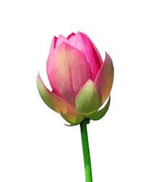 Lotus Flower Bud - 1 Pc