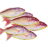 Fresh Thread Fin Fish ( Cleaned ) 1.1lb - Air Shipped from India - Never Frozen