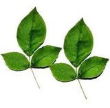 Bilva / Koovalam Leaves for Shiva Ratri - 1 Pc