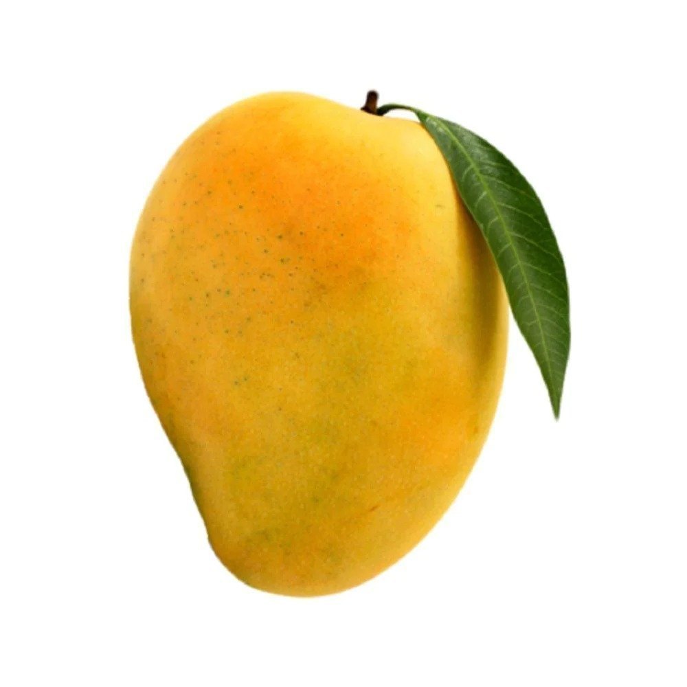 Indian Banganapalle Mango - 1 Pc  Air Shipped from India