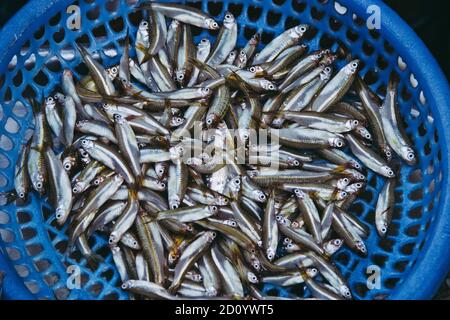 Putul SAGOR PONA Fish 200g