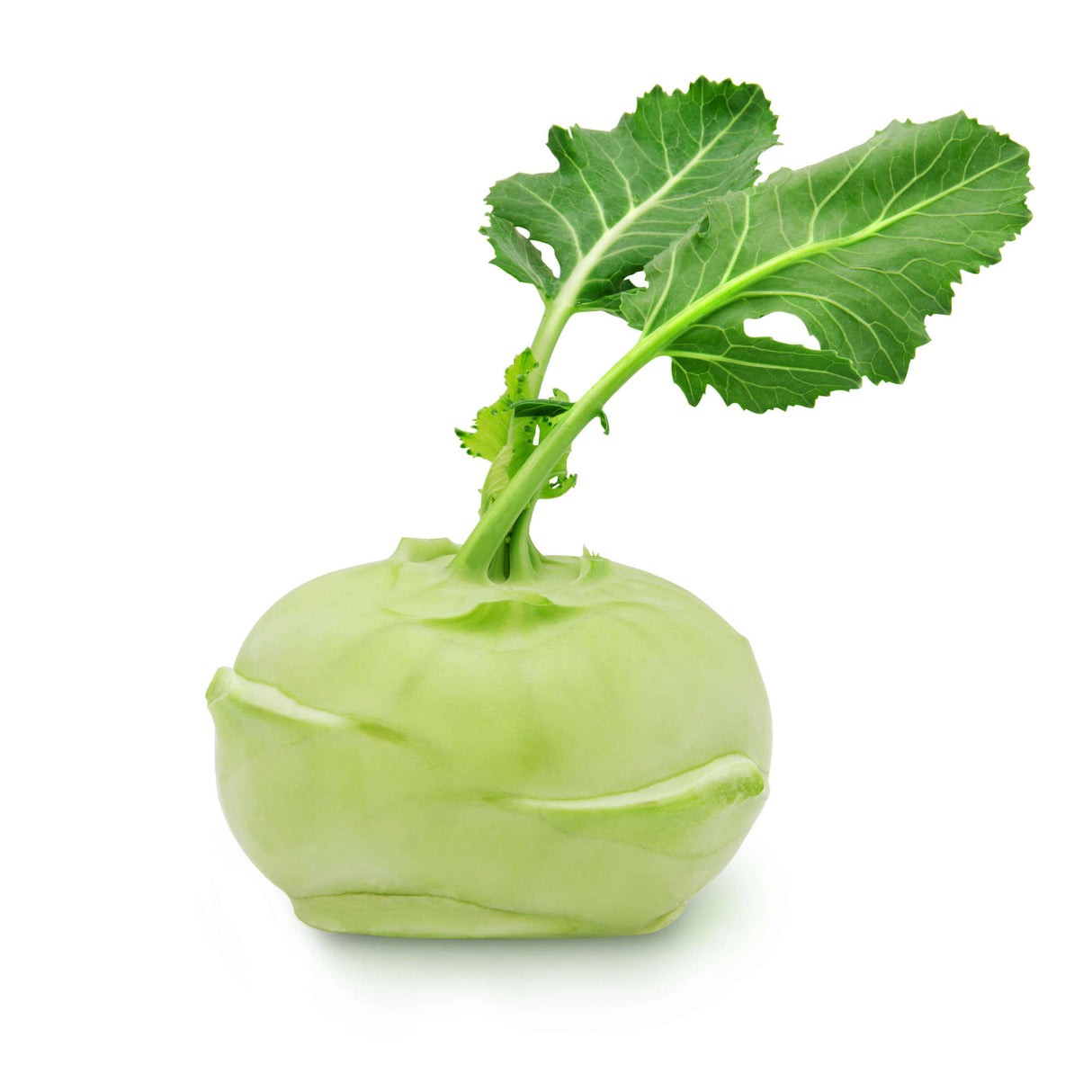 Kohlrabi  - 1 lb